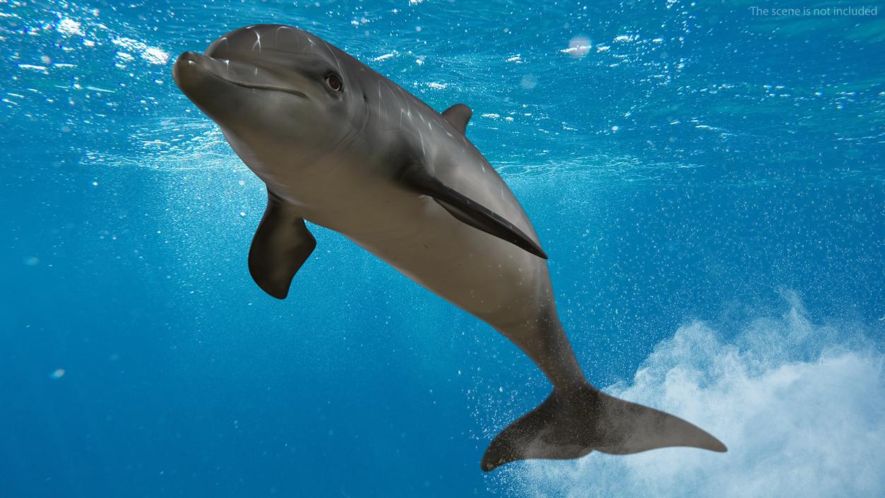 3D model Dolphin Swimming Animated