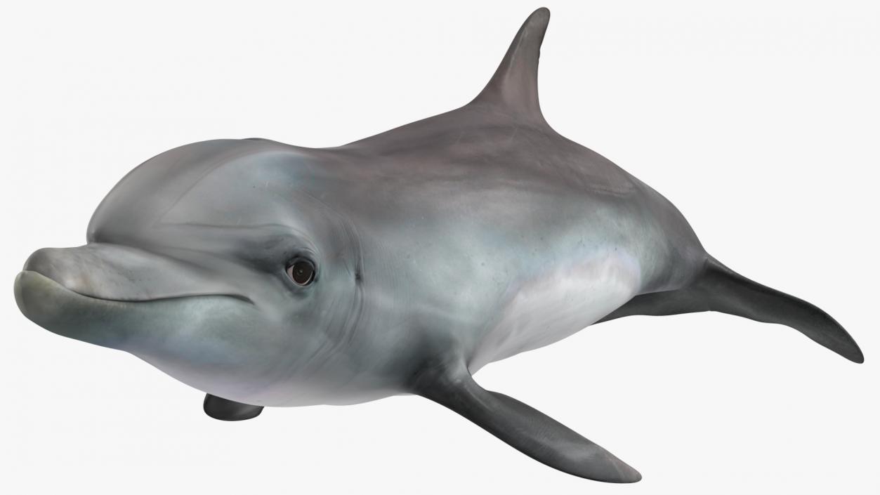 3D model Dolphin Swimming Animated