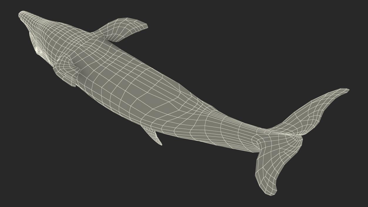 3D model Dolphin Swimming Animated