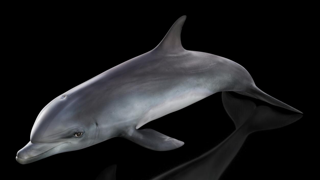 3D model Dolphin Swimming Animated