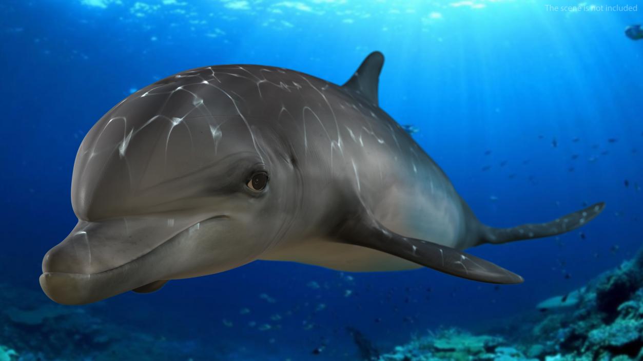 3D model Dolphin Swimming Animated