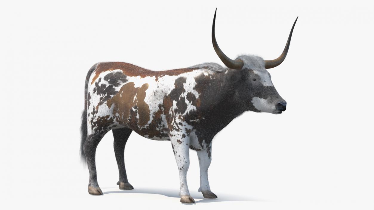 Texas Longhorn Mottled Brown Fur 3D