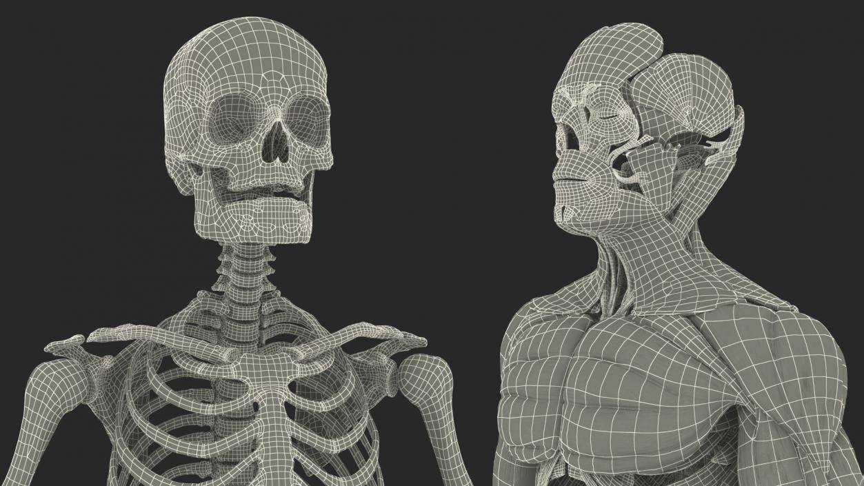 3D Male and Female Body Anatomy Collection 2