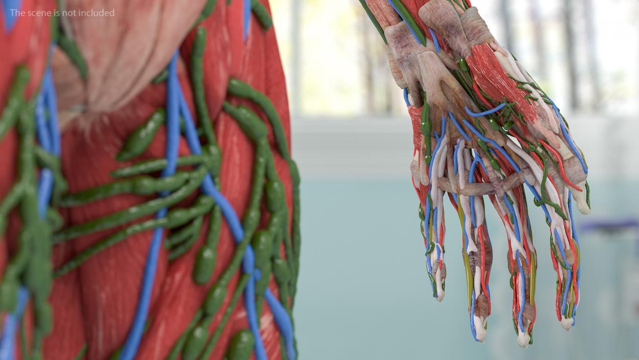 3D Male and Female Body Anatomy Collection 2