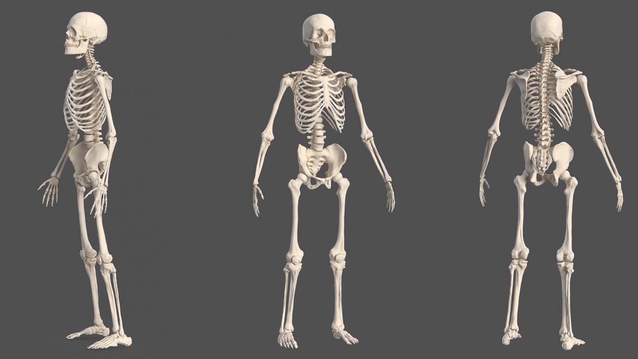 3D Male and Female Body Anatomy Collection 2