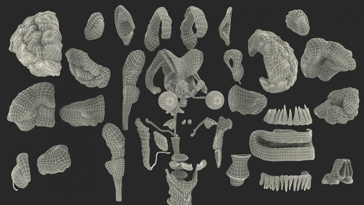 3D Male and Female Body Anatomy Collection 2