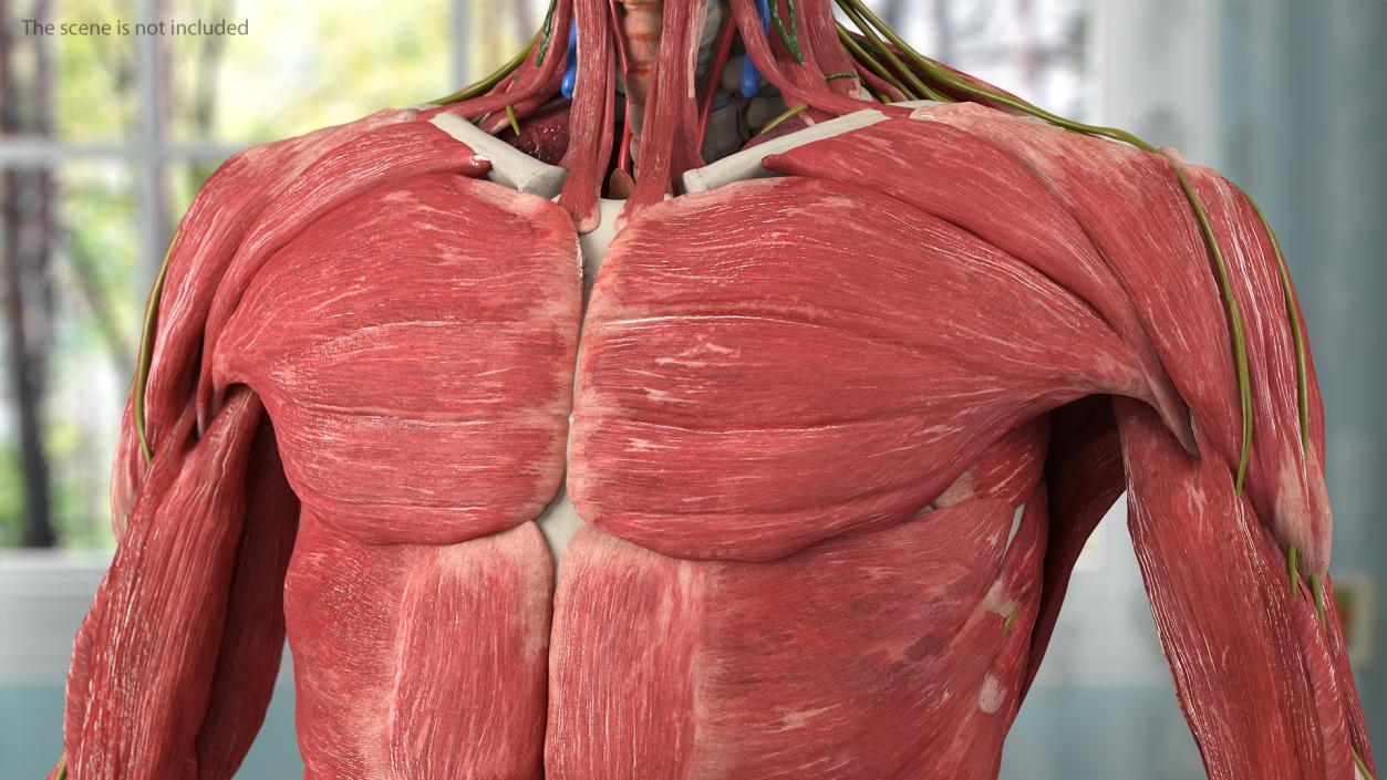 3D Male and Female Body Anatomy Collection 2