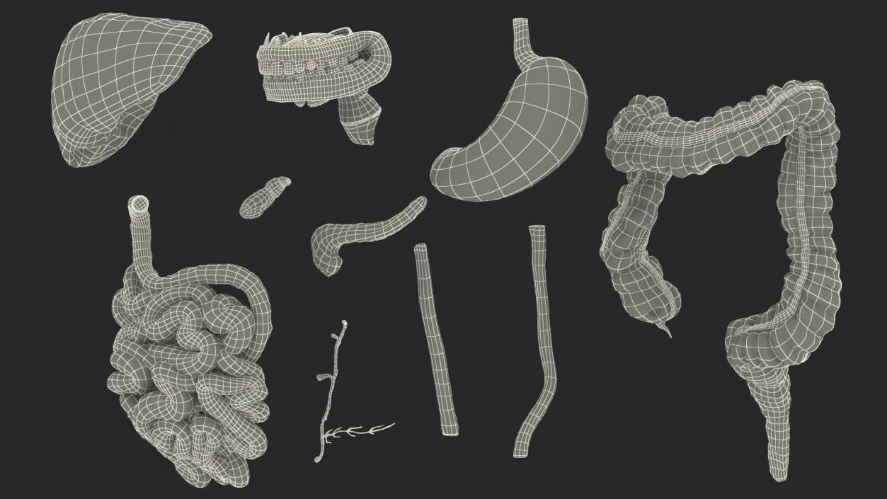 3D Male and Female Body Anatomy Collection 2