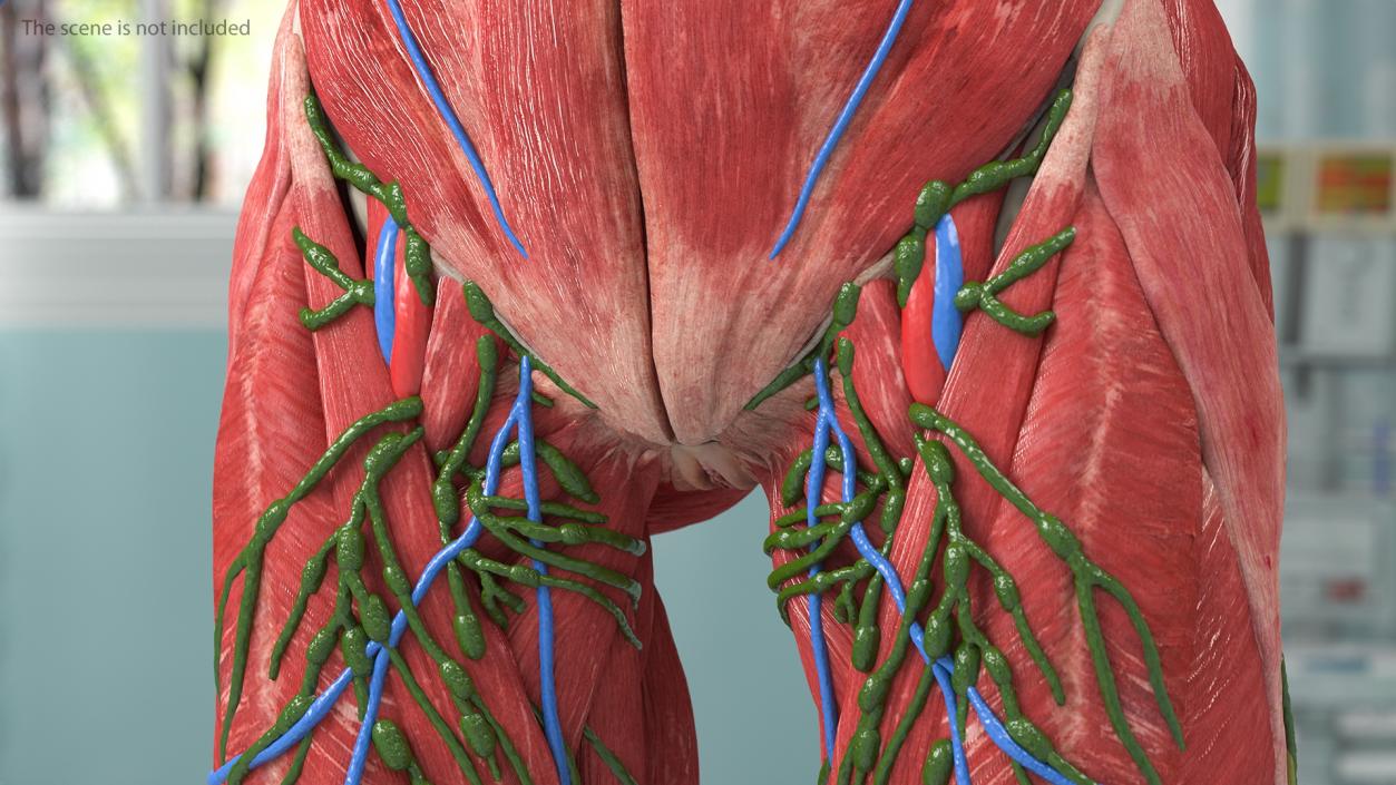 3D Male and Female Body Anatomy Collection 2