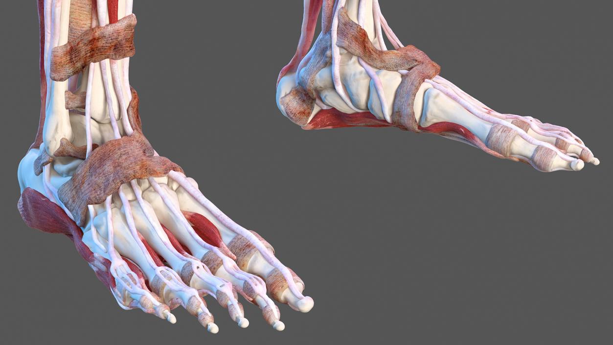 3D Male and Female Body Anatomy Collection 2