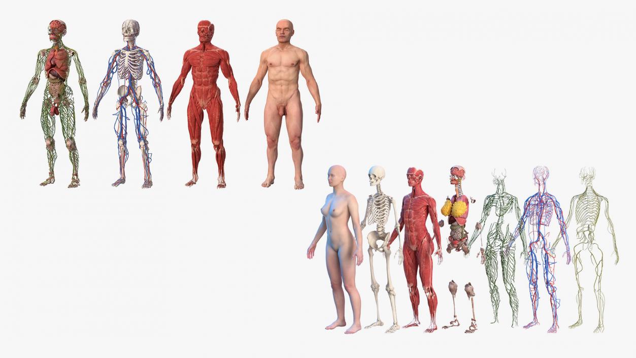 3D Male and Female Body Anatomy Collection 2