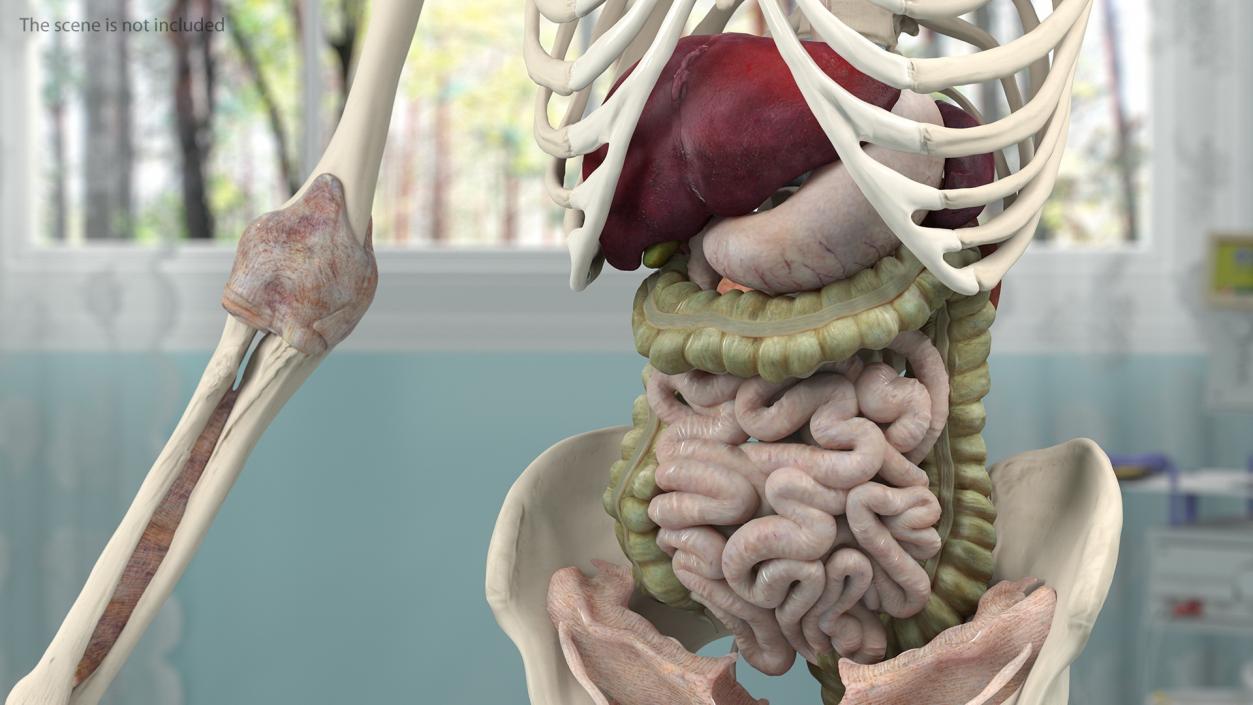 3D Male and Female Body Anatomy Collection 2