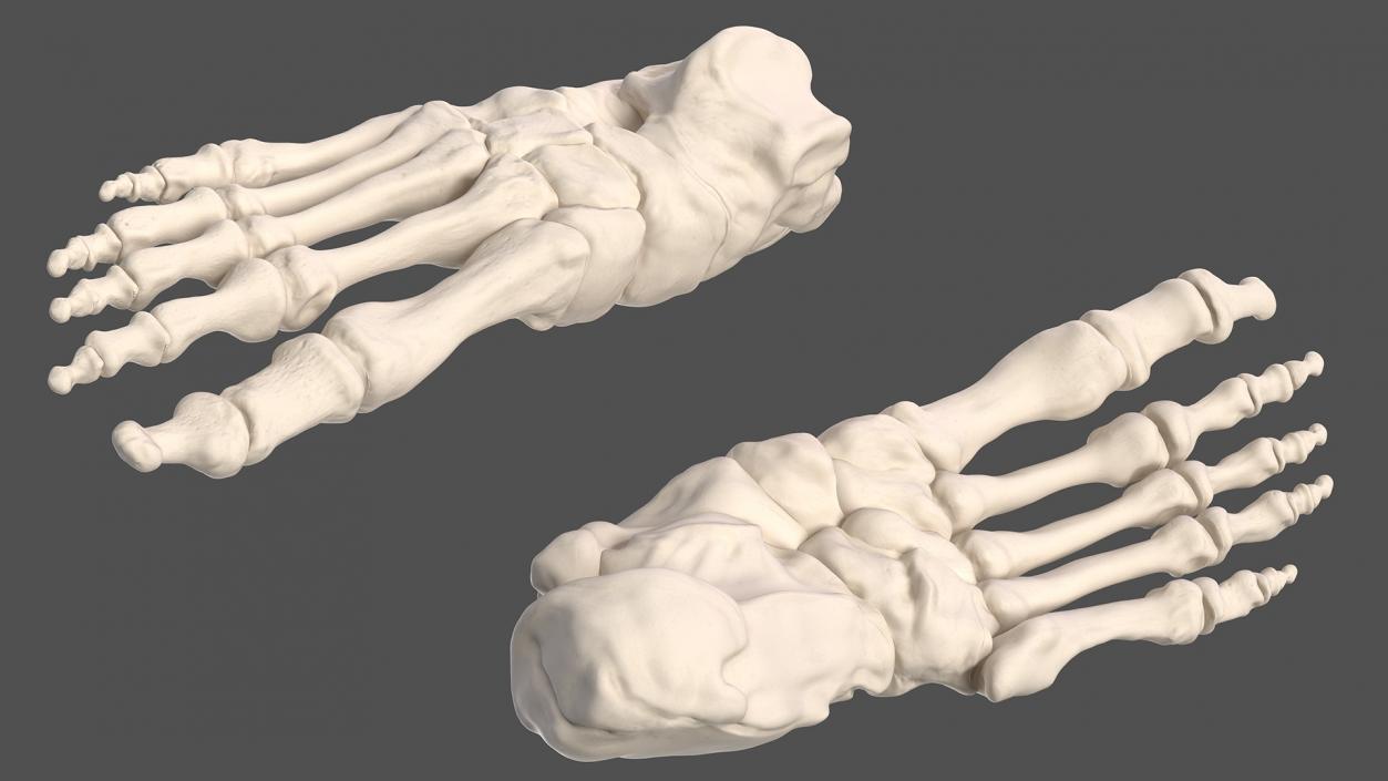 3D Male and Female Body Anatomy Collection 2