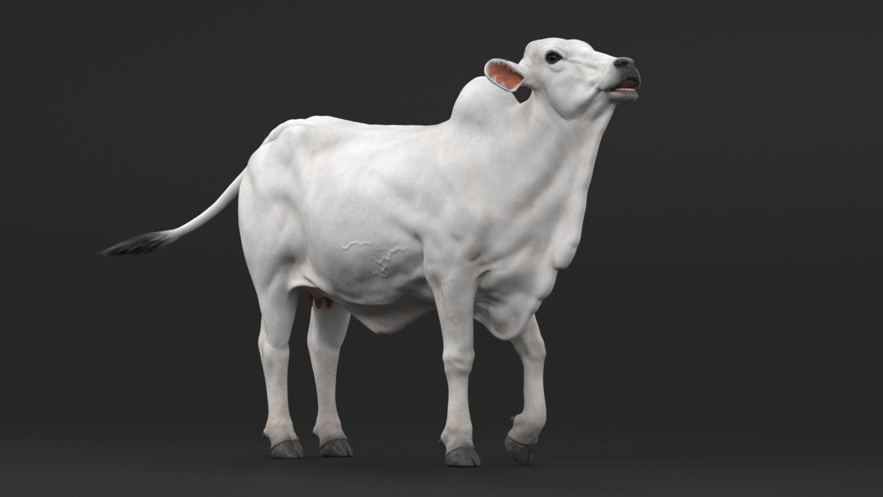 3D Nelore Cow Female Fur Rigged model