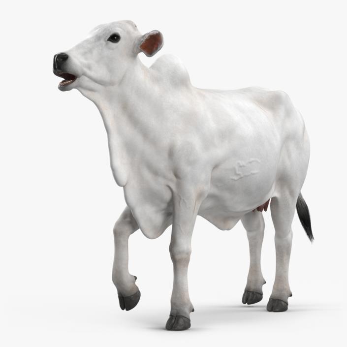 3D Nelore Cow Female Fur Rigged model