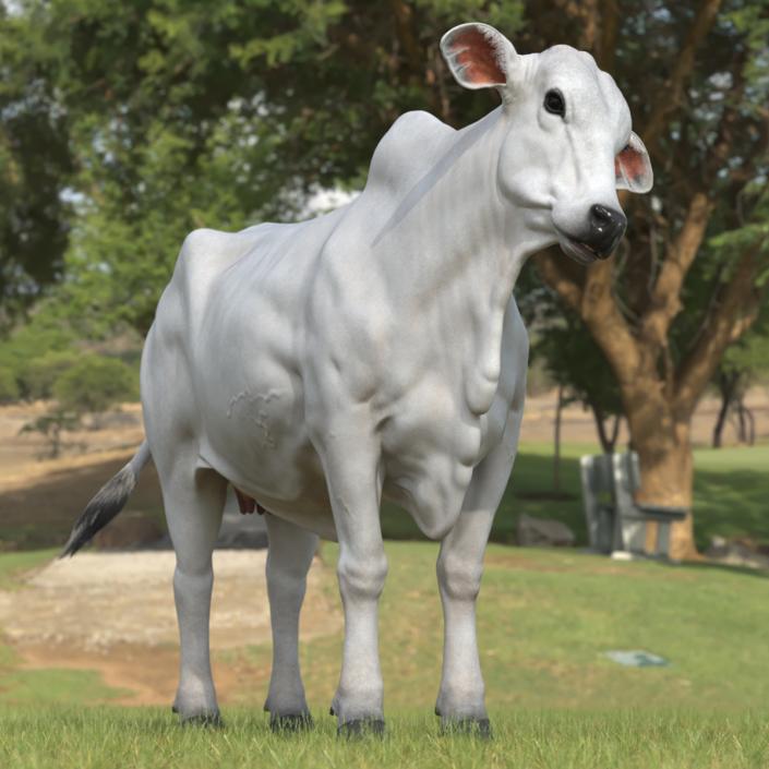 3D Nelore Cow Female Fur Rigged model