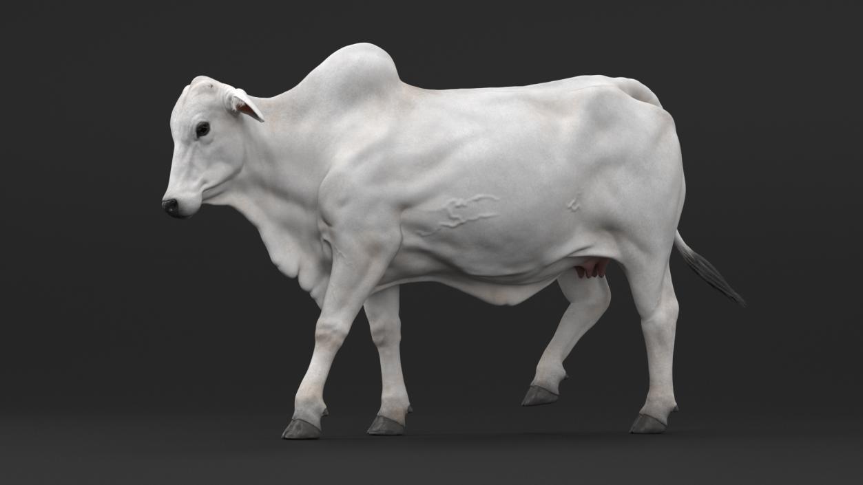 3D Nelore Cow Female Fur Rigged model