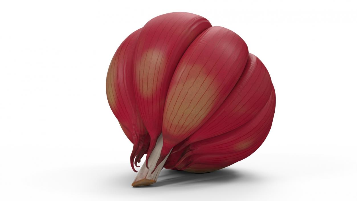 3D Head of Garlic Red model