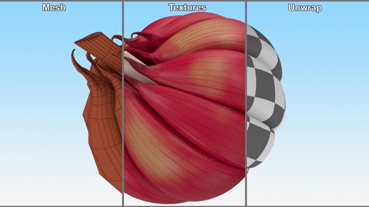 3D Head of Garlic Red model