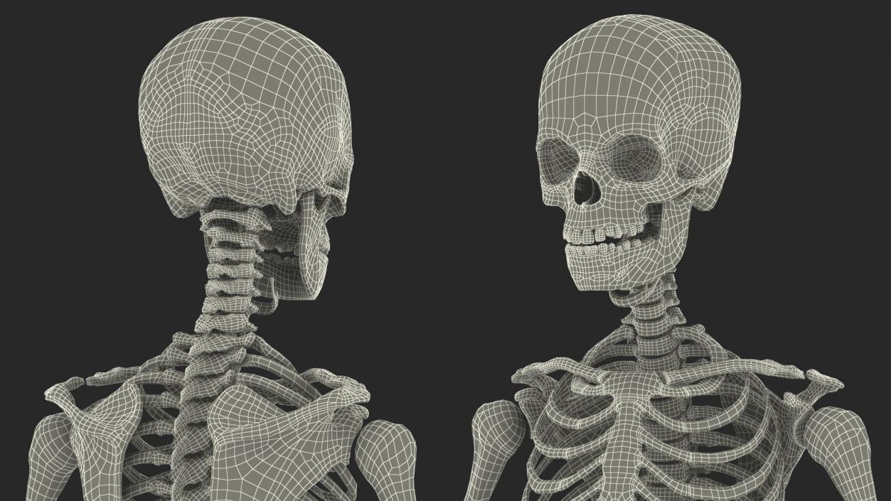 3D Young Man Skeleton model