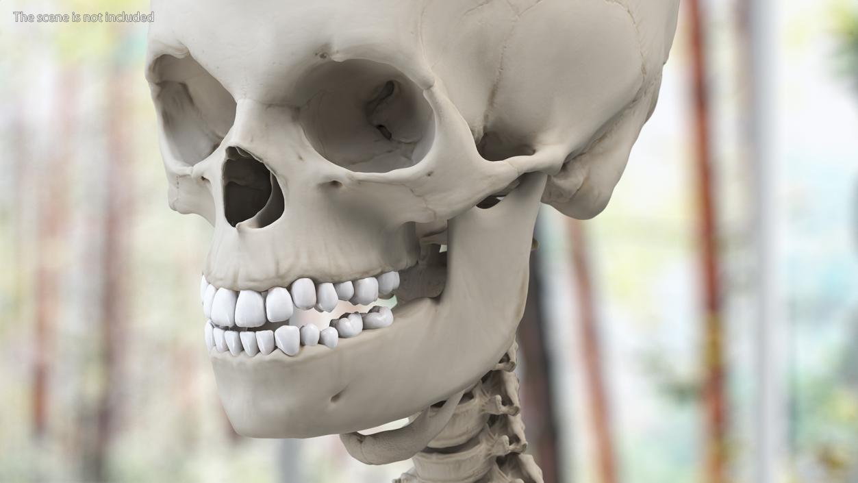 3D Young Man Skeleton model