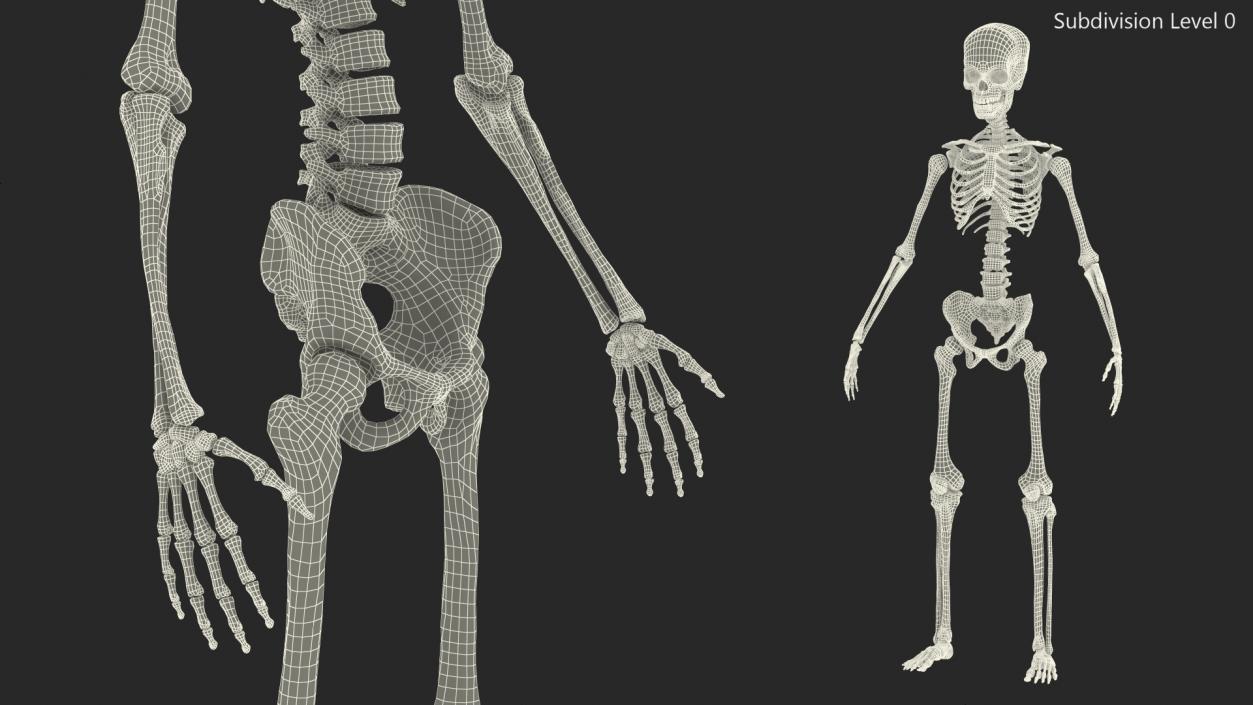 3D Young Man Skeleton model