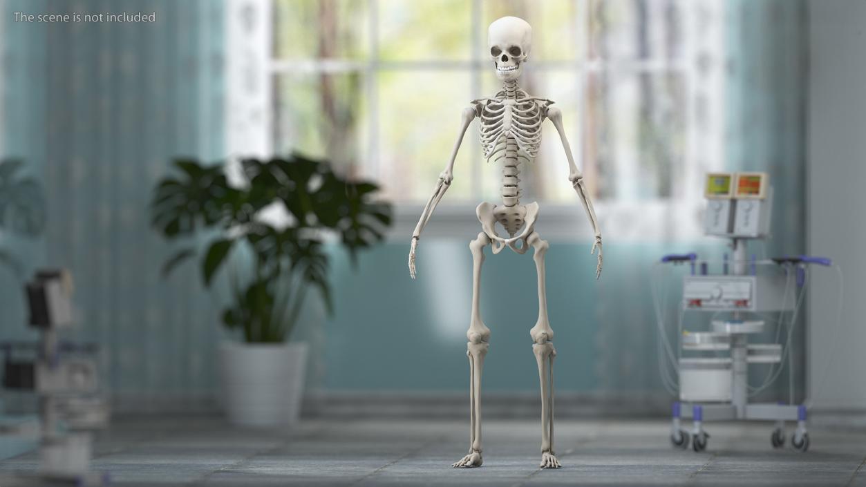 3D Young Man Skeleton model