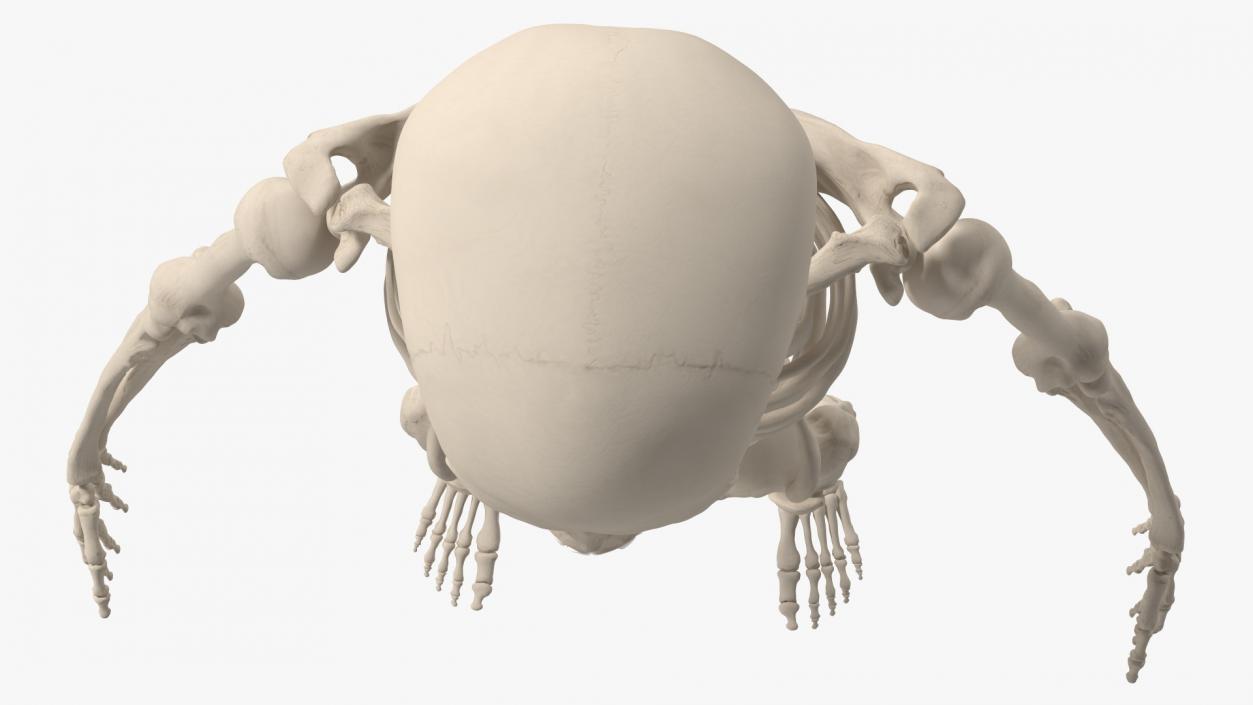 3D Young Man Skeleton model