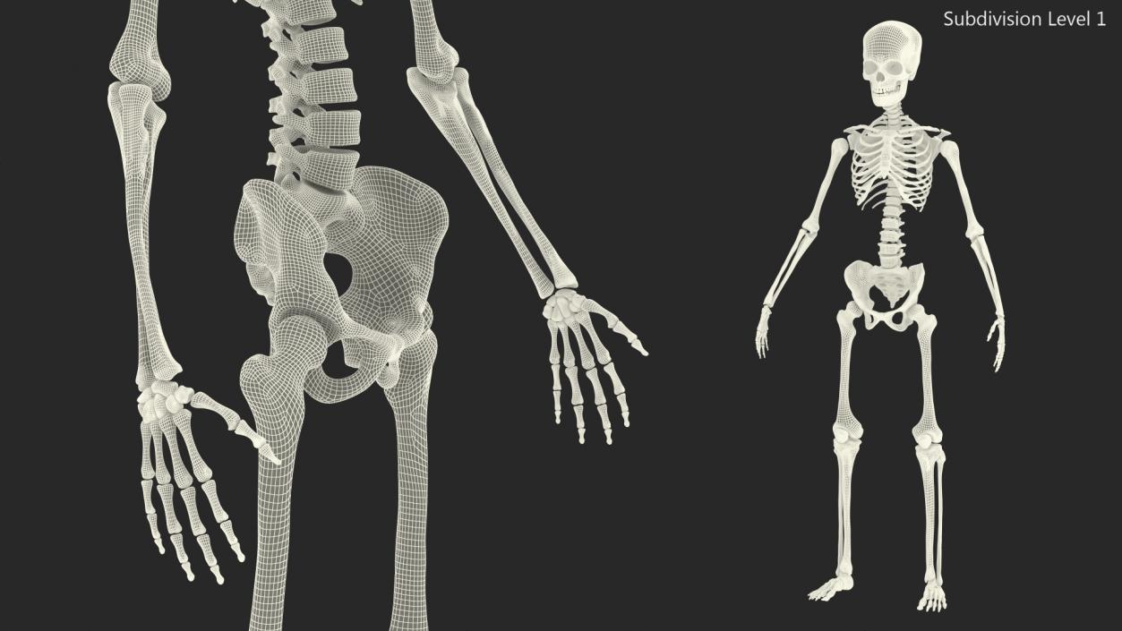 3D Young Man Skeleton model