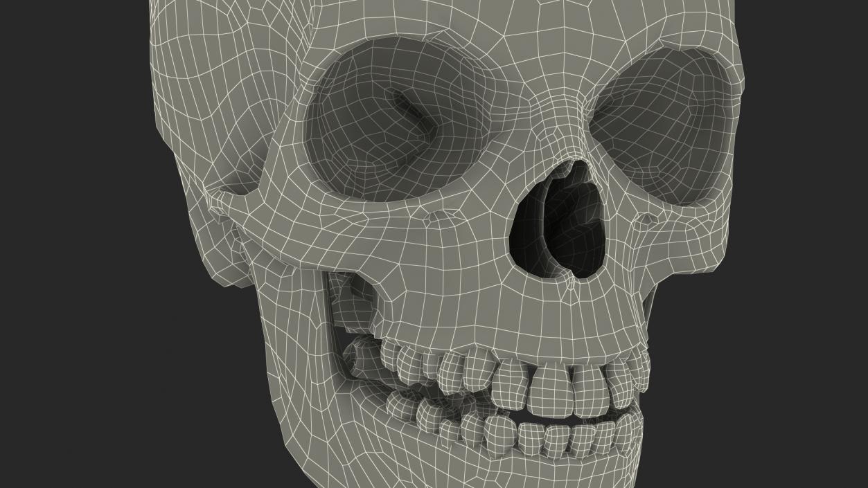 3D Young Man Skeleton model