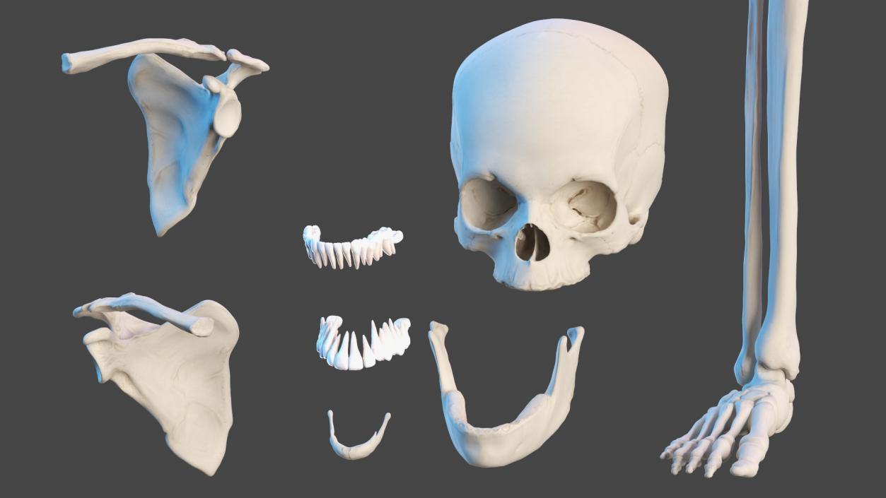 3D Young Man Skeleton model