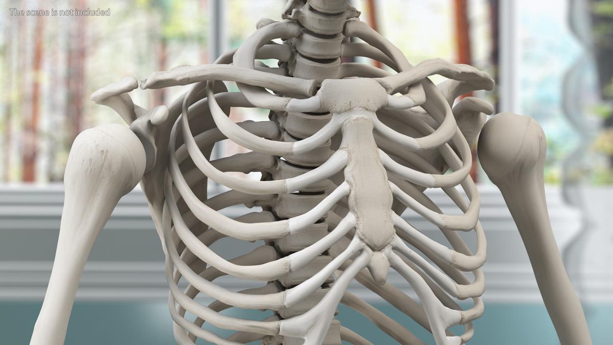 3D Young Man Skeleton model