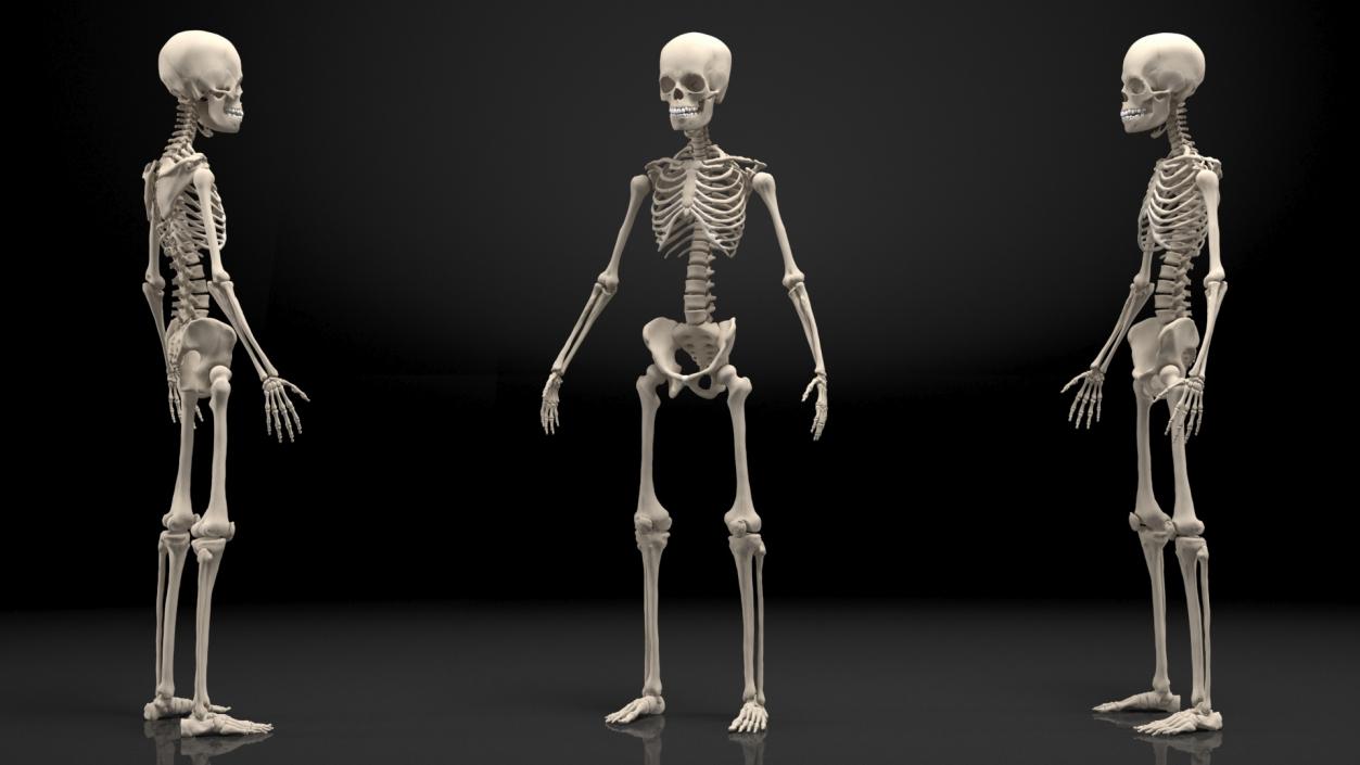 3D Young Man Skeleton model