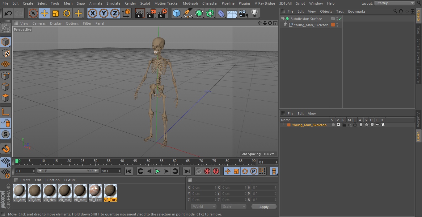 3D Young Man Skeleton model