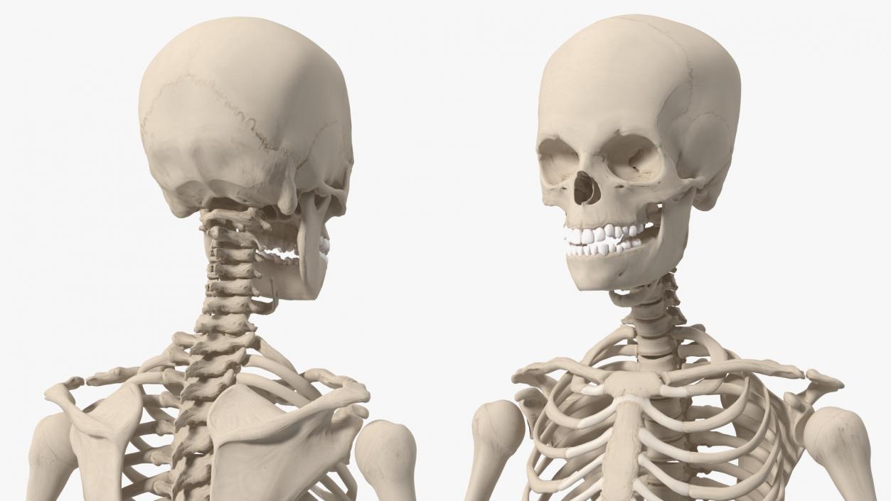 3D Young Man Skeleton model