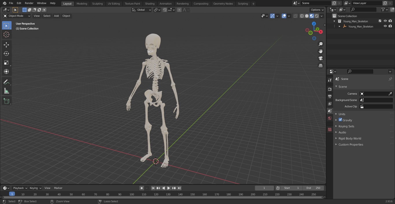 3D Young Man Skeleton model