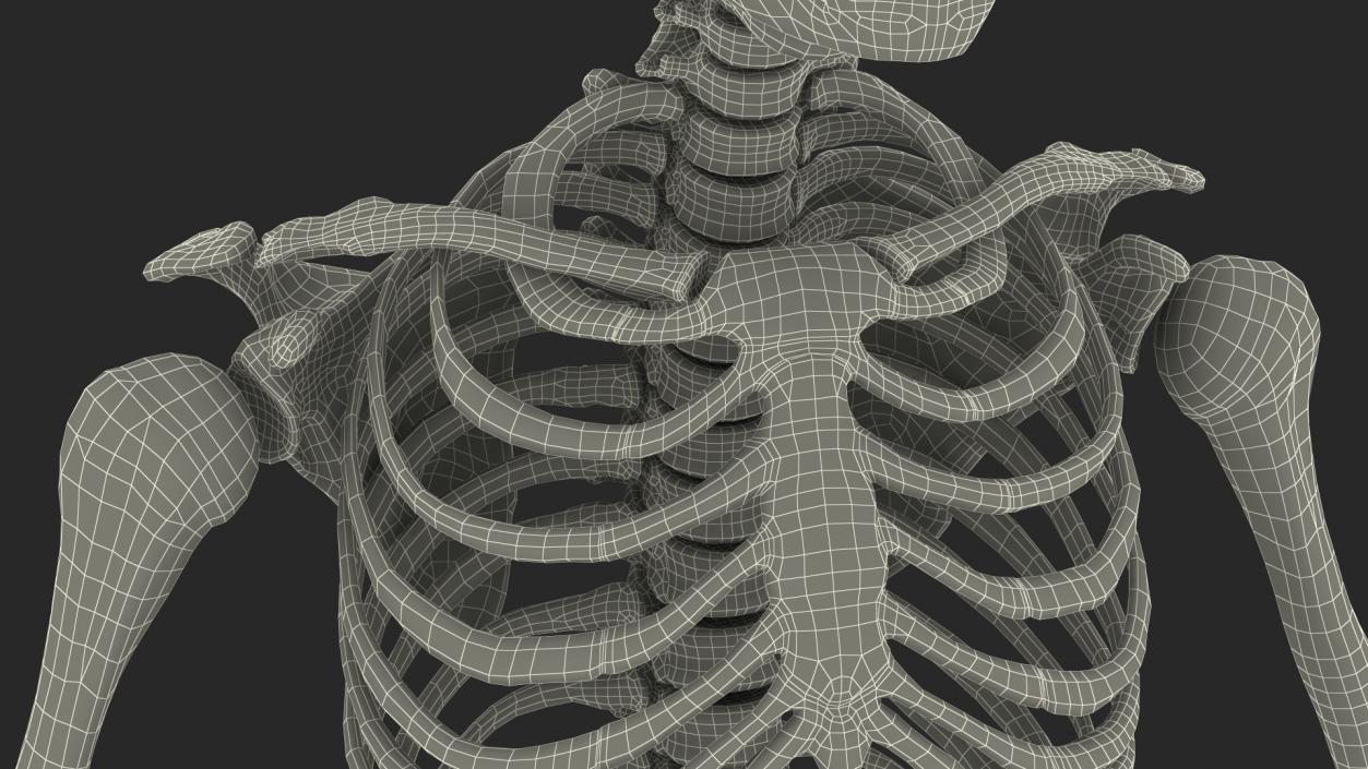 3D Young Man Skeleton model