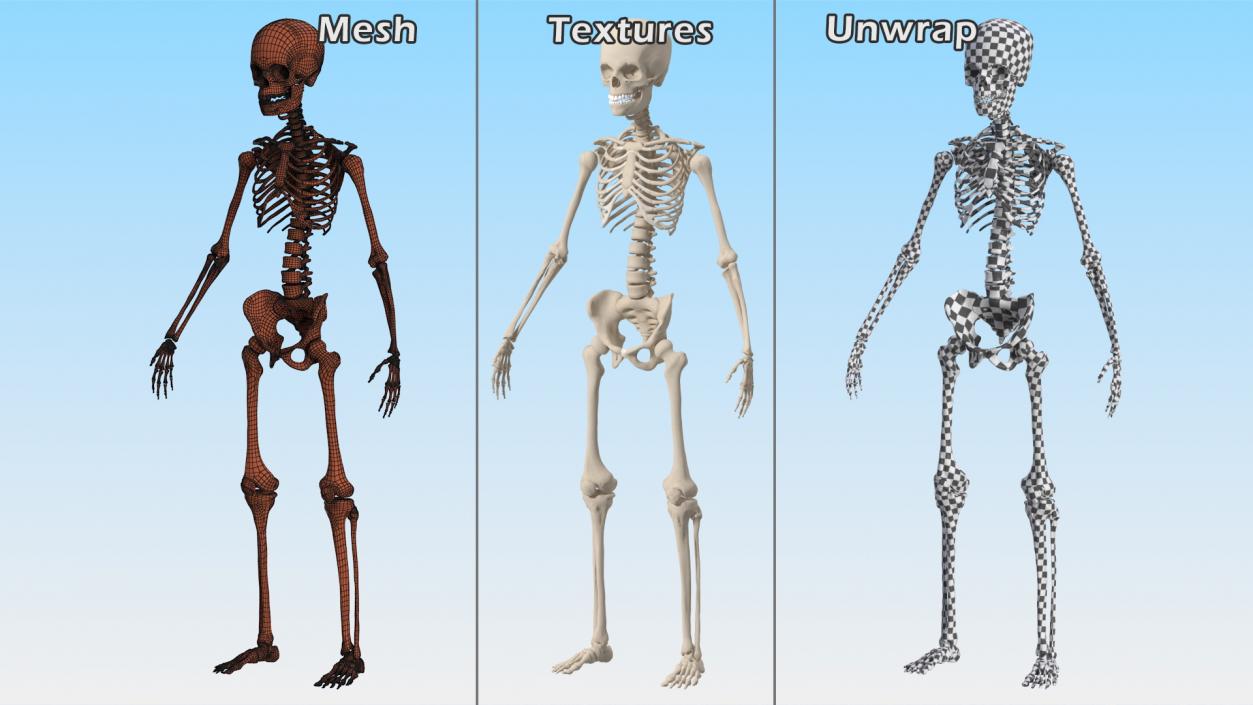 3D Young Man Skeleton model