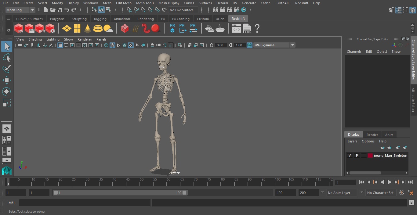 3D Young Man Skeleton model