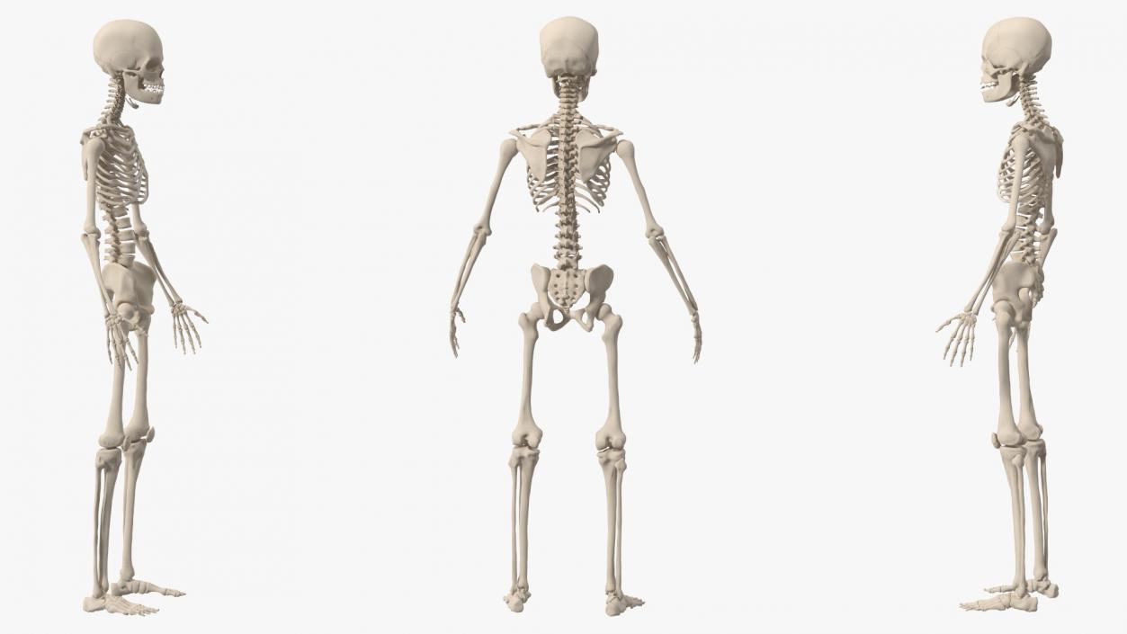 3D Young Man Skeleton model