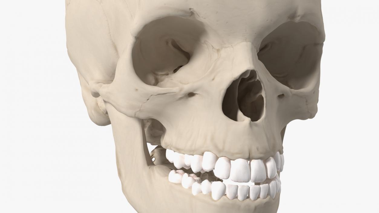 3D Young Man Skeleton model