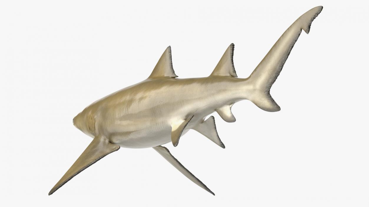 Sharptooth Lemon Shark 3D