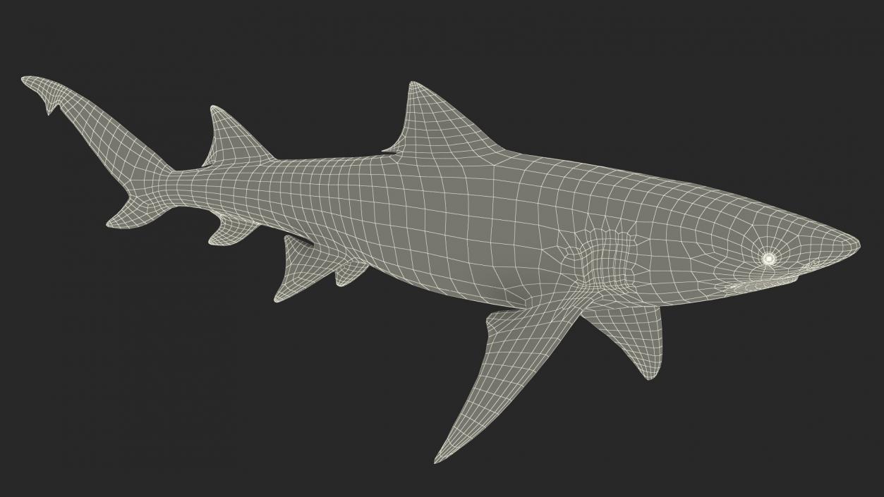 Sharptooth Lemon Shark 3D