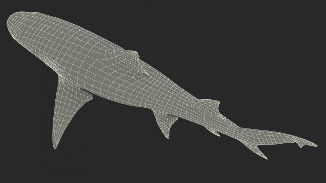 Sharptooth Lemon Shark 3D