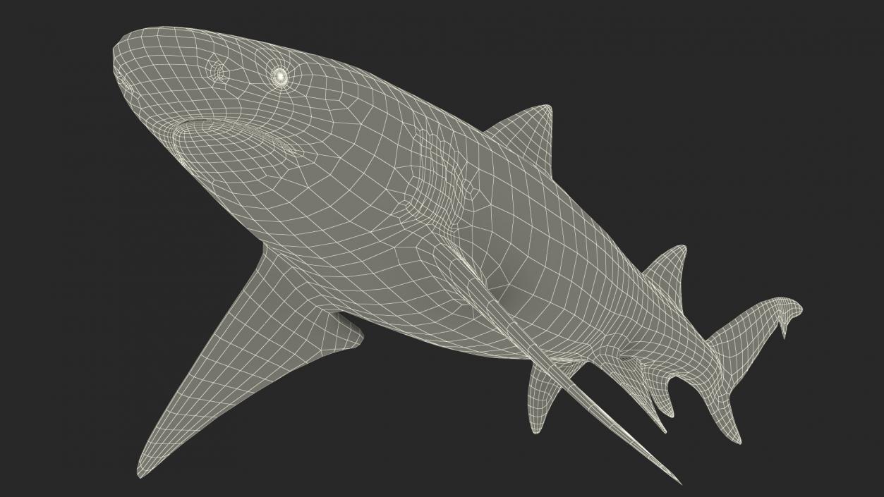 Sharptooth Lemon Shark 3D