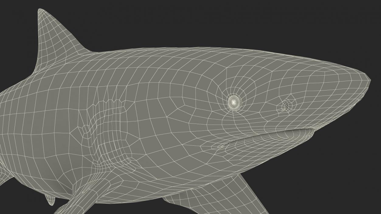 Sharptooth Lemon Shark 3D