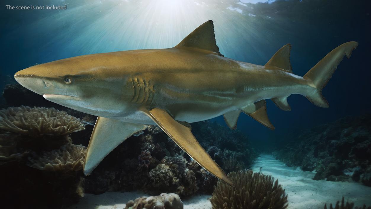 Sharptooth Lemon Shark 3D