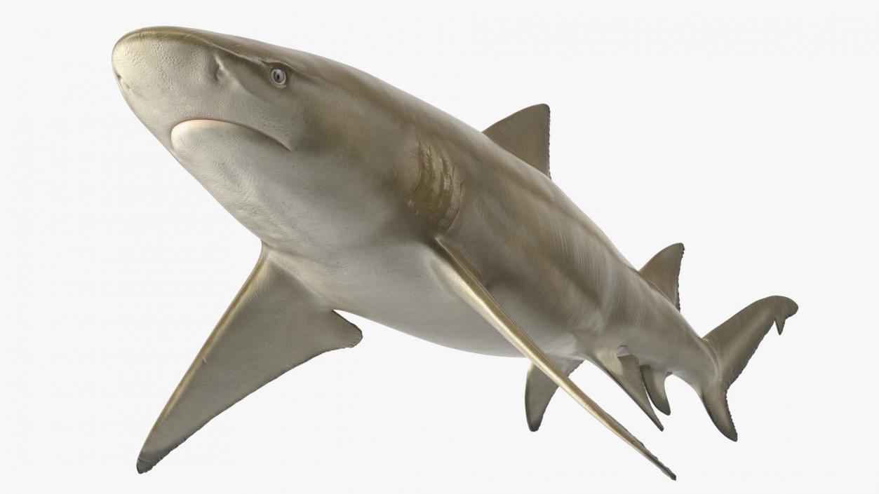 Sharptooth Lemon Shark 3D