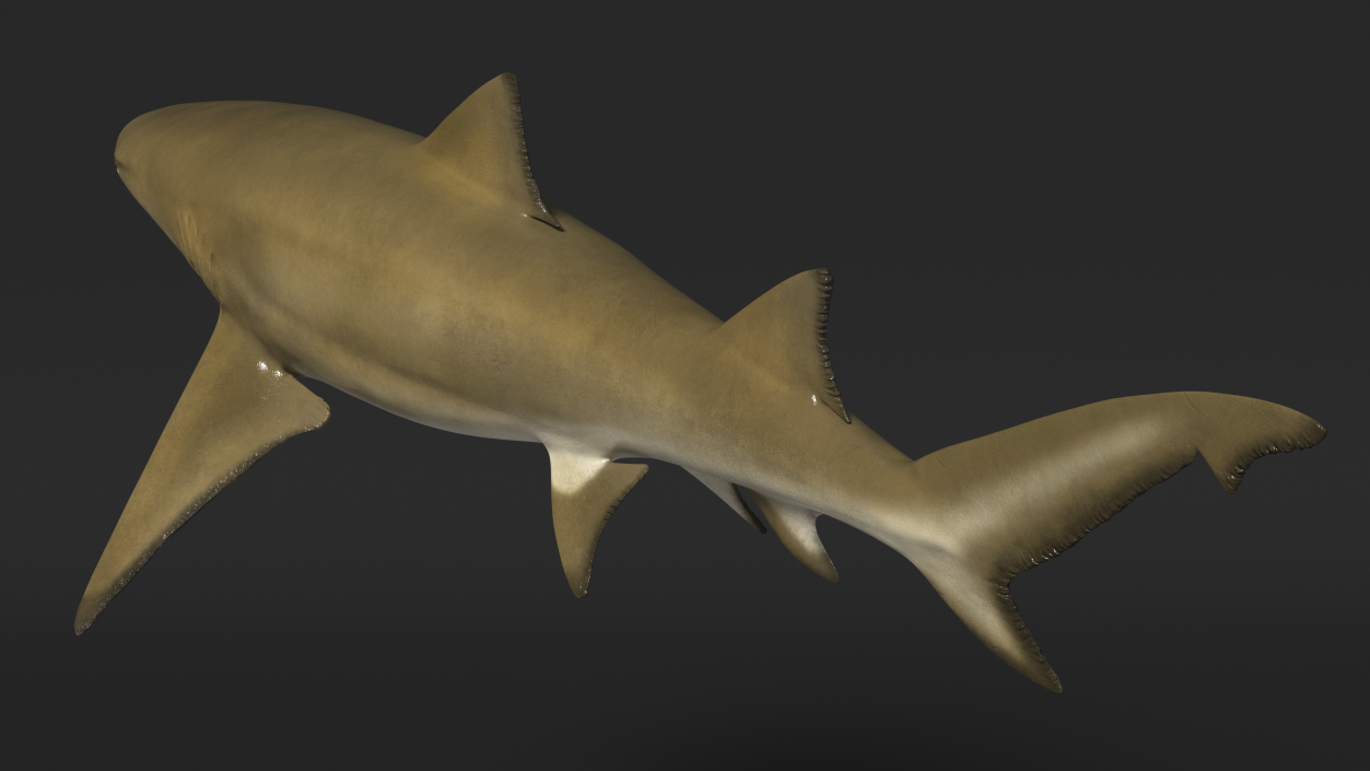 Sharptooth Lemon Shark 3D