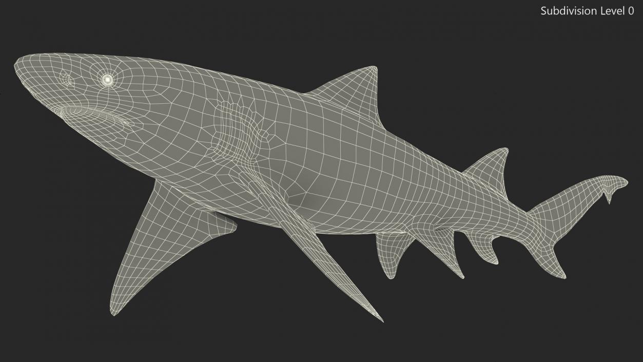 Sharptooth Lemon Shark 3D